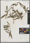 Foto von Salix pycnostachya Andersson